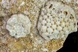 Fossil Crinoid (Physetocrinus & Eucladocrinus) Plate - Missouri #156771-1